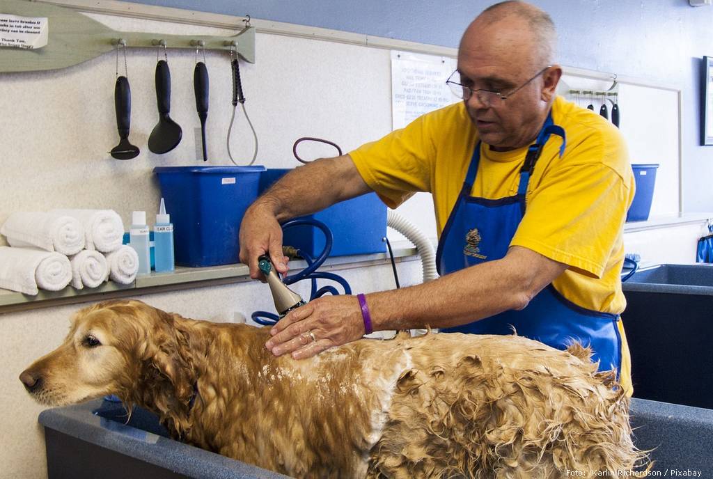dog bath 682169 1280