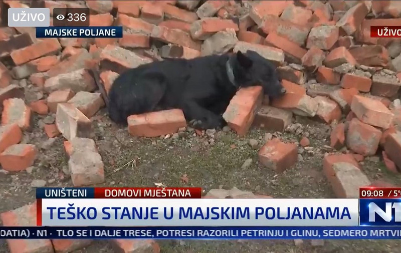pas potres majske poljane