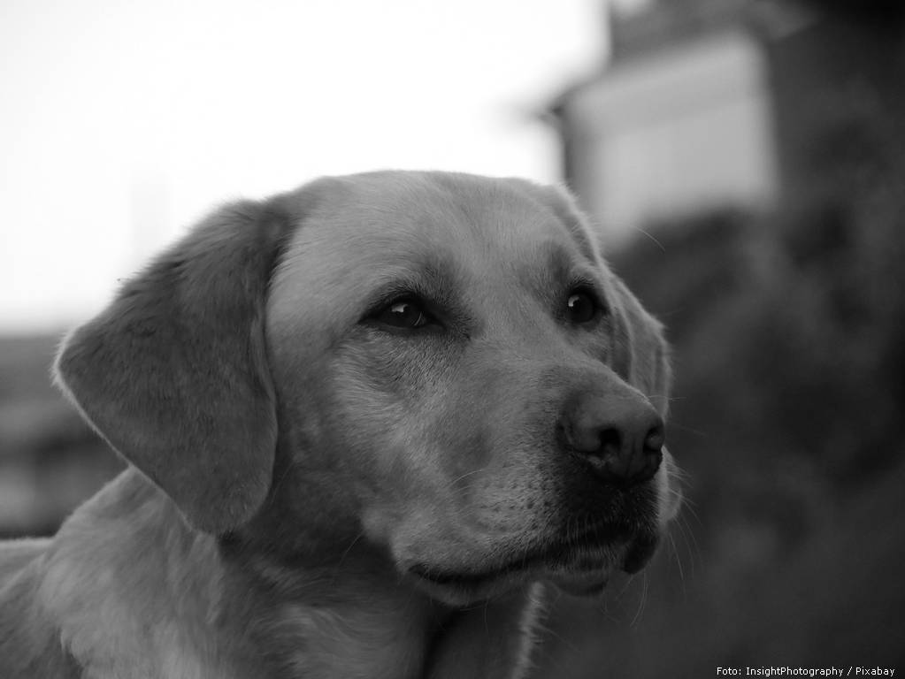 dog 2354080 1920