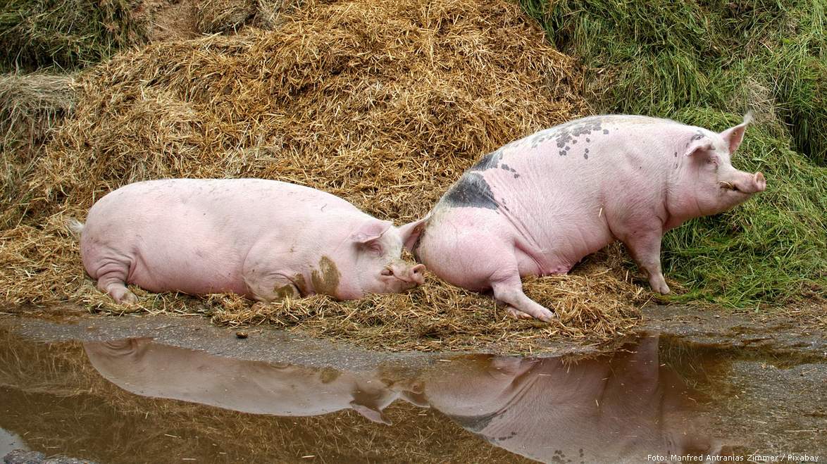 pig 1516956 1280