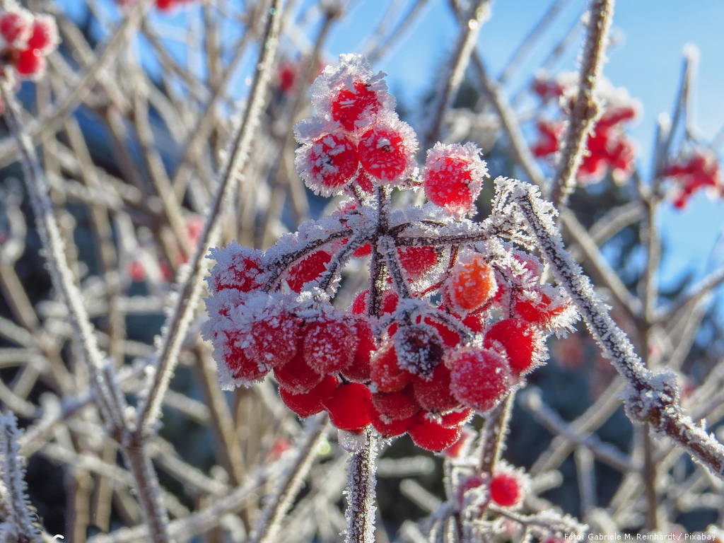 first frost 3149586 1280
