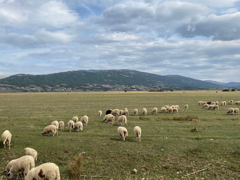 polje
