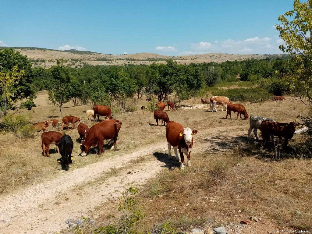  Goveda sada slobodno pasu po napuštenim njivama i pašnjacima