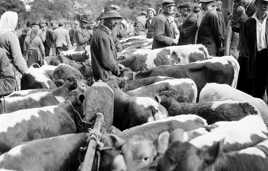 Veliki stočni sajam 1961. godine