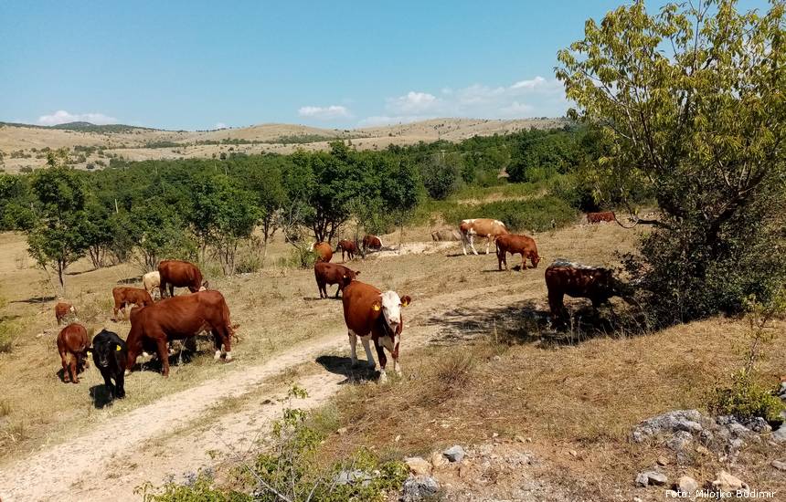 Podsticaj za krave onima koji koriste tuđu zemlju?