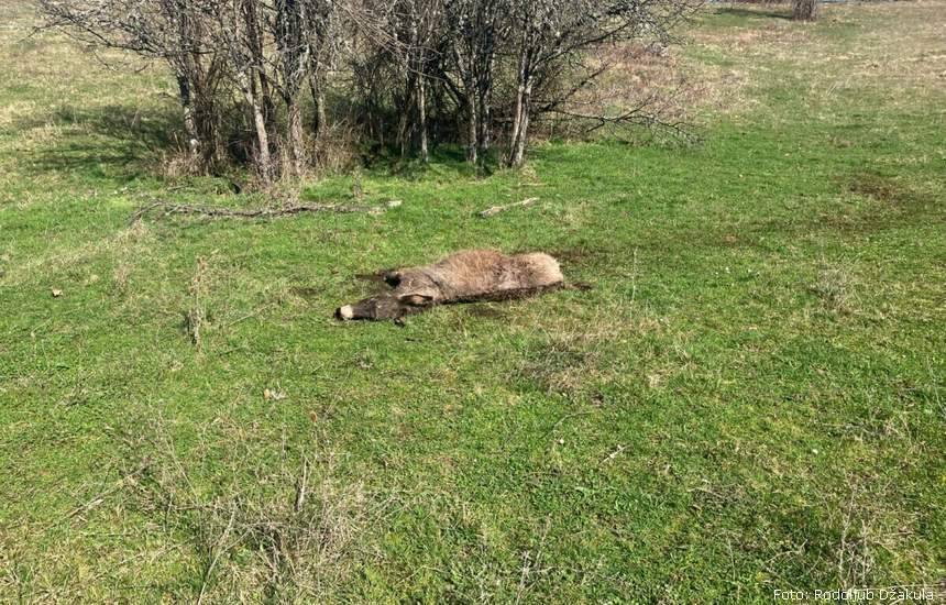 uznemirujuce vukovi rastrgali sest magaraca 16