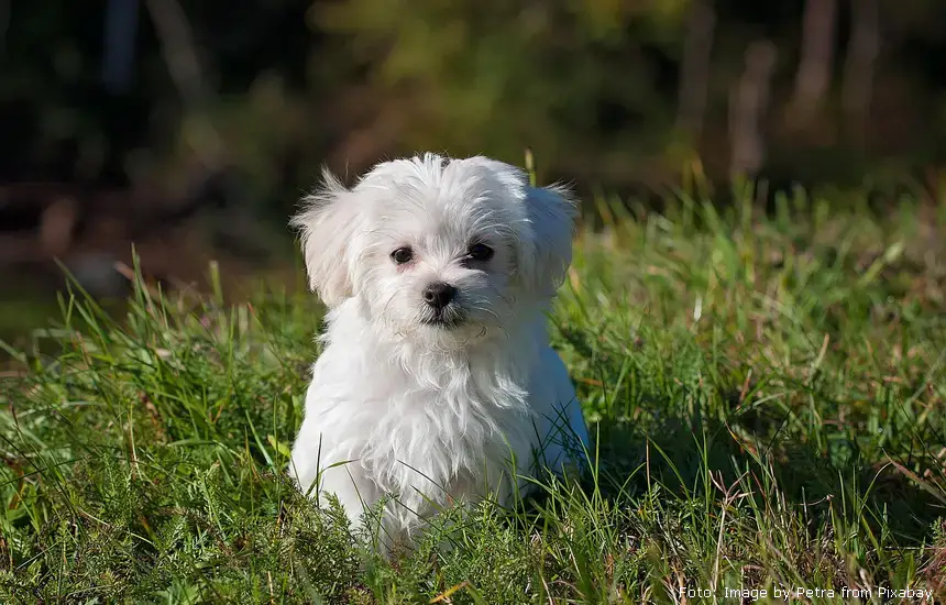 Općina Dvor osigurala besplatno cijepljenje pasa i sufinanciranje veterinarskih usluga
