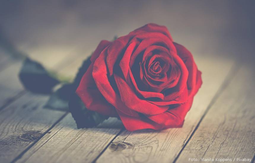 ylanite rose 3061486 1280